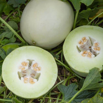 Melon Seeds – Green White Cantaloupe