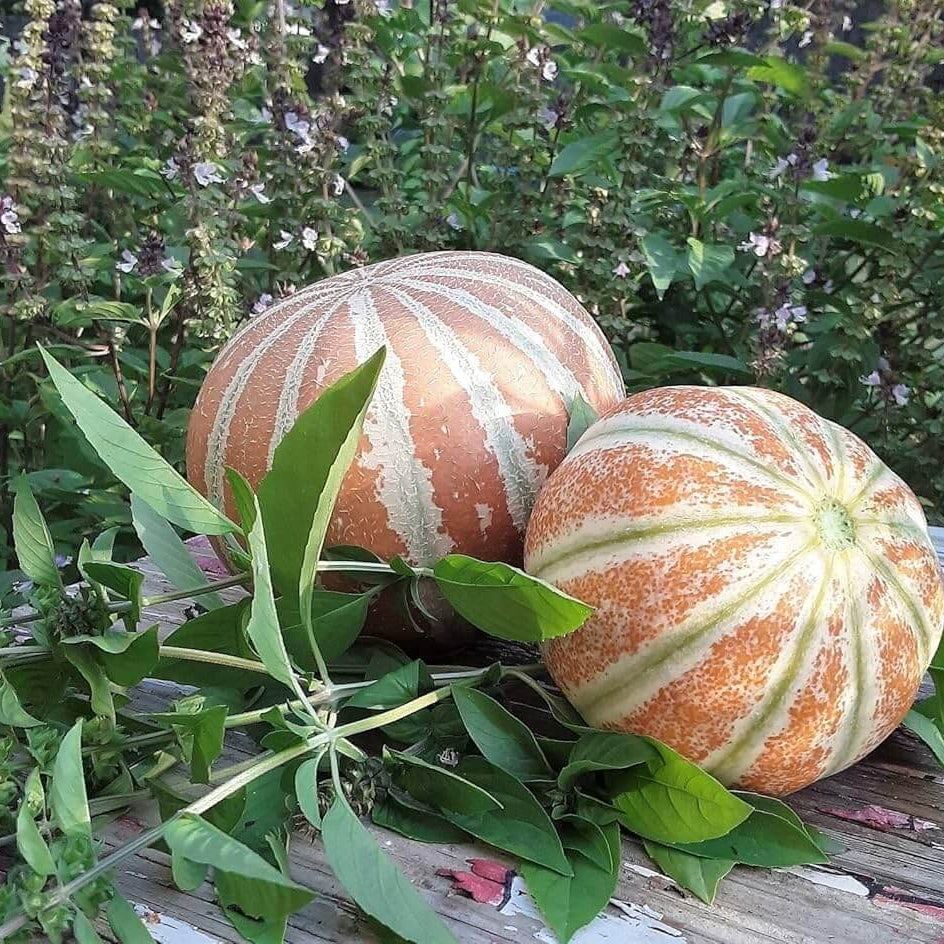 Melon Seeds – Kajari