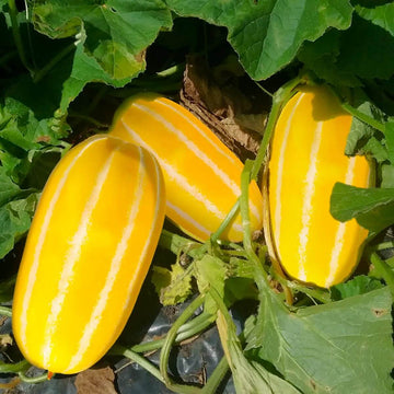 Melon Seeds – Korean