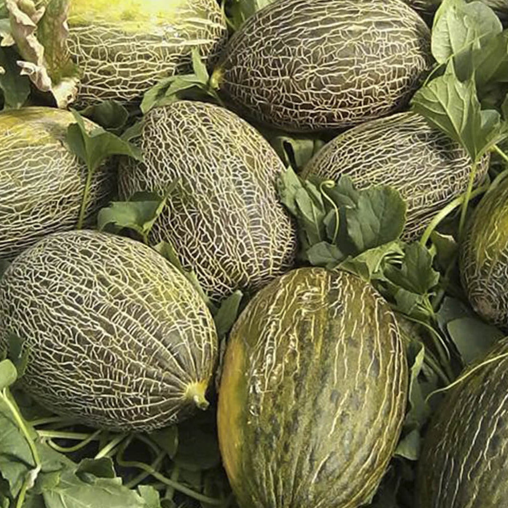 Melon Seeds – Piel de Sapo
