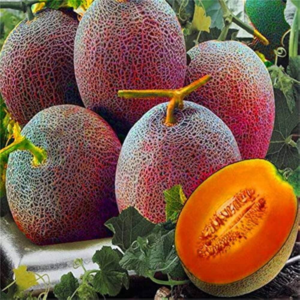 Melon Seeds – Red Cantaloupe