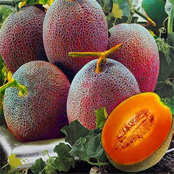 Melon Seeds – Red Cantaloupe