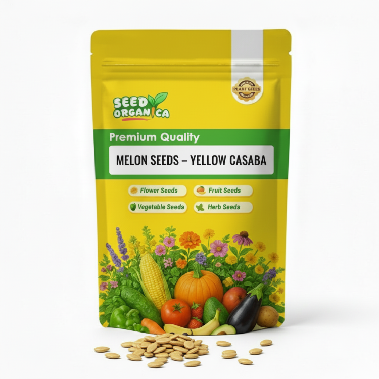 Melon Seeds – Yellow Casaba