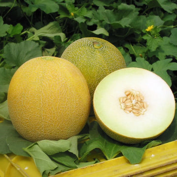 Melon Seeds – Yellow Galia