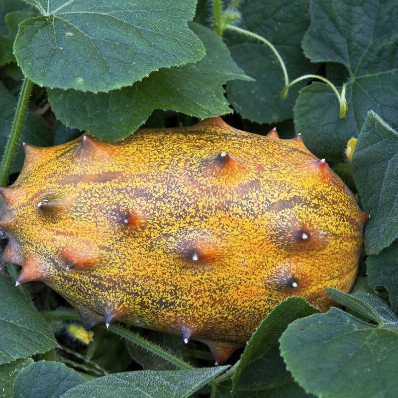 Melon Seeds – Yellow Kiwano