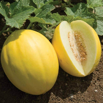Melon Seeds – Yellow Muskmelon