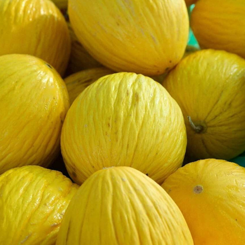 Melon Seeds – Yellow Casaba