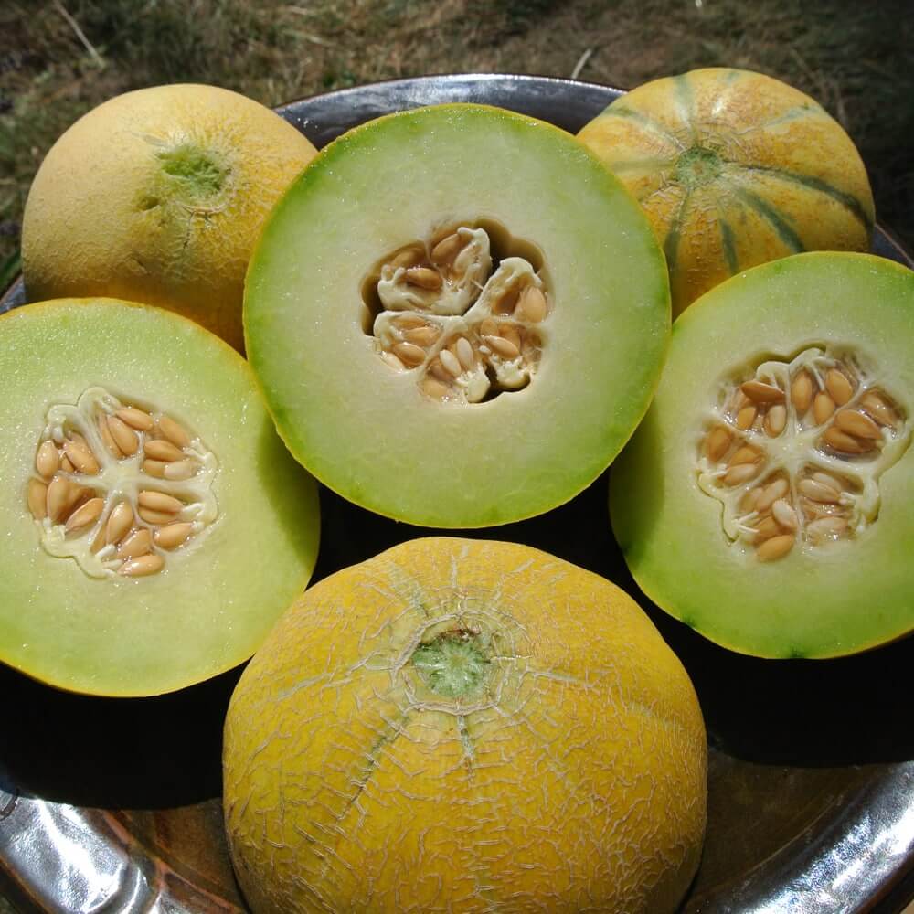 Melon Seeds – Yellow Galia
