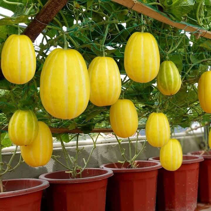 Melon Seeds – Yellow Korean