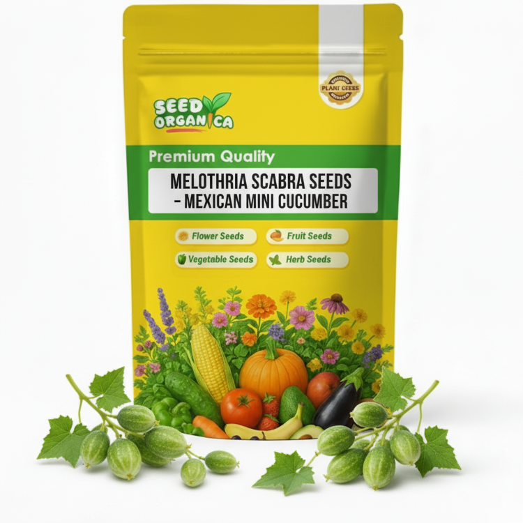 Melothria Scabra Seeds – Mexican Mini Cucumber