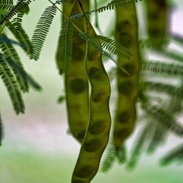 Mesquite Seeds