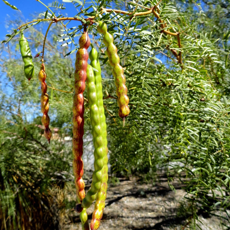 Mesquite Seeds