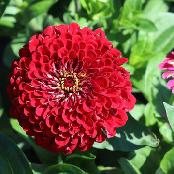 Meteor Zinnia Seeds - Flower Plant