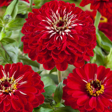 Meteor Zinnia Seeds - Flower Plant