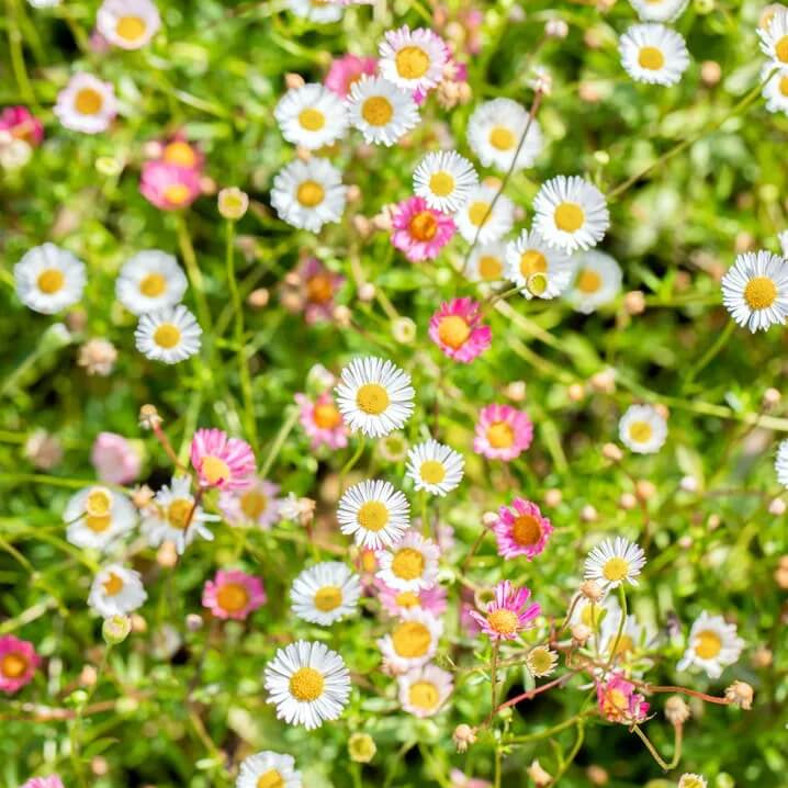 Mexican Fleabane Seeds