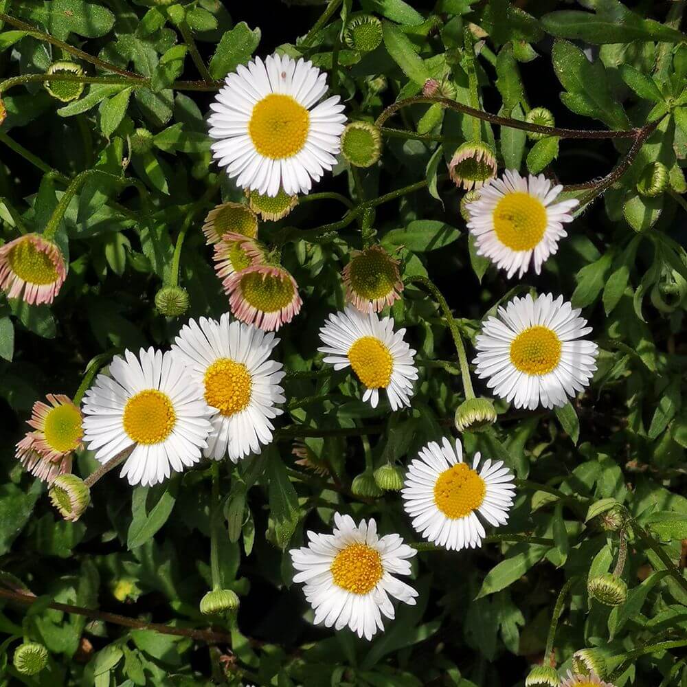 Mexican Fleabane Seeds
