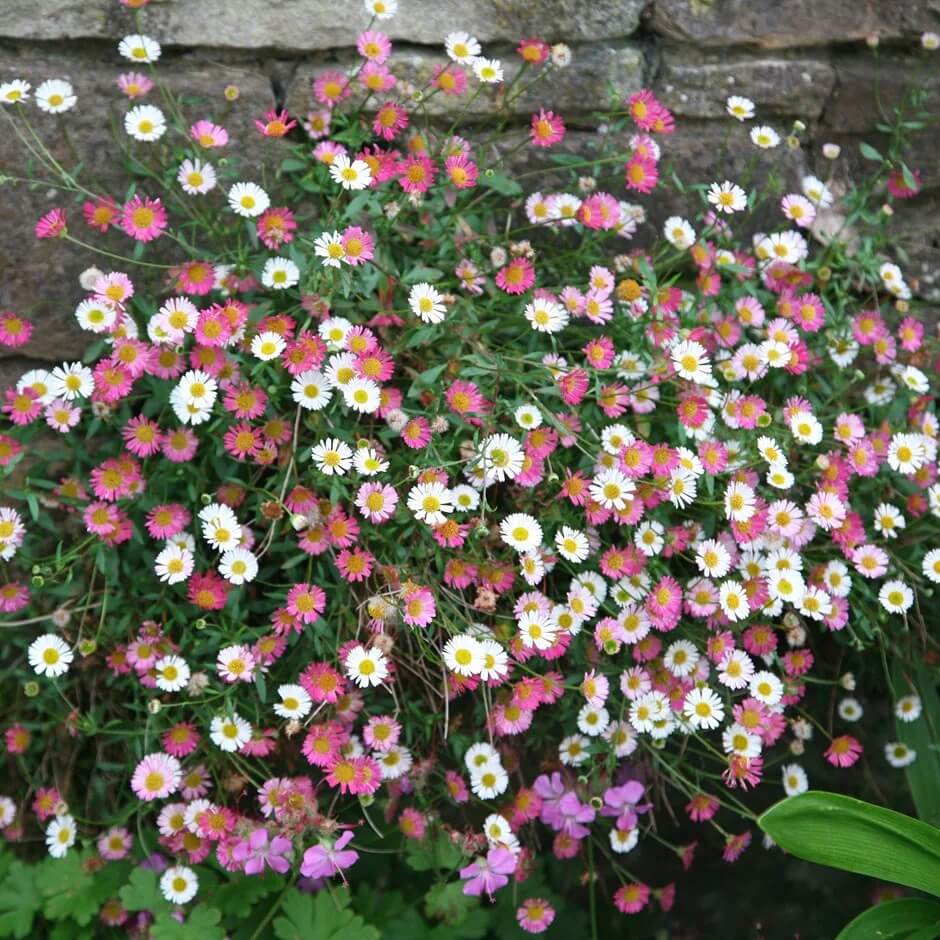 Mexican Fleabane Seeds