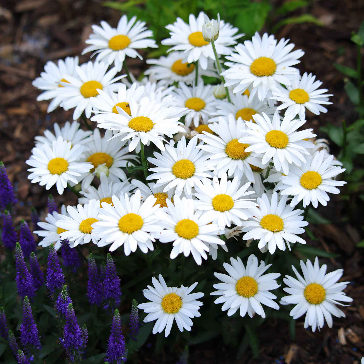 Mexican fleabane Santa Barbara Daisy Seeds