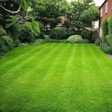 Meyer Zoysia Z-52 Seeds - Flower Plant