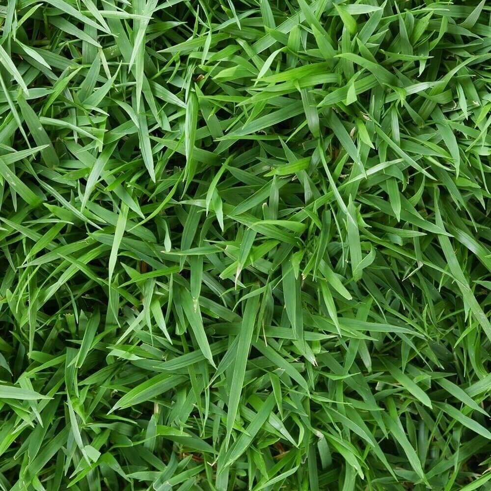Meyer Zoysia Z-52 Seeds - Flower Plant