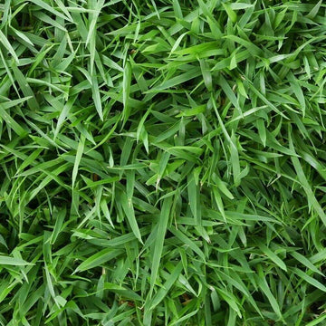 Meyer Zoysia Z-52 Seeds - Flower Plant