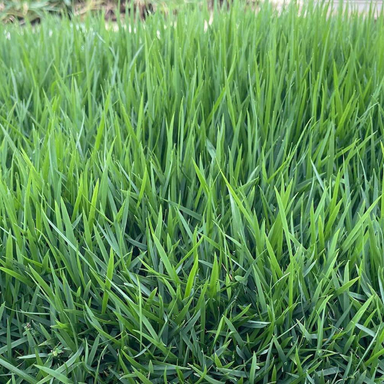 Meyer Zoysia Z-52 Seeds - Flower Plant