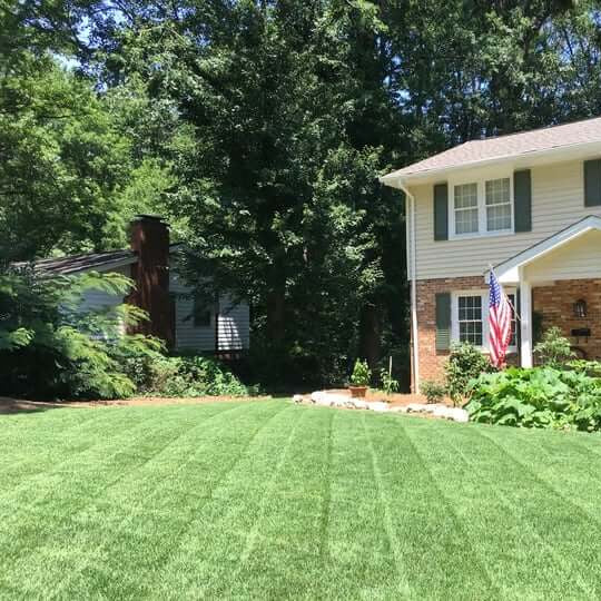 Meyer Zoysia Z-52 Seeds - Flower Plant