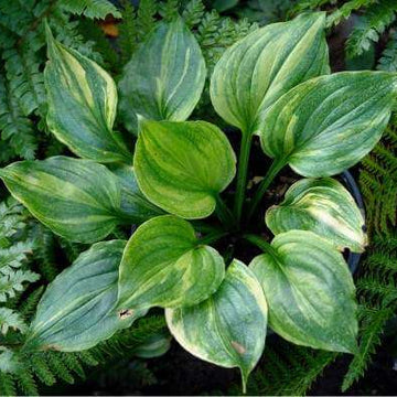 Hosta Seeds –  Green