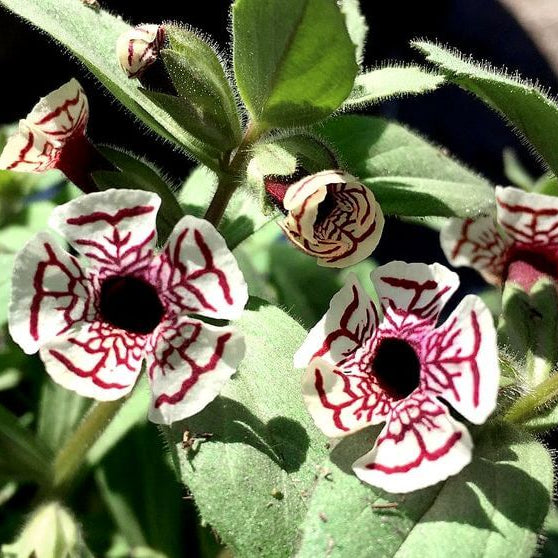 Mimulus Pictus Seeds –  Wildflower