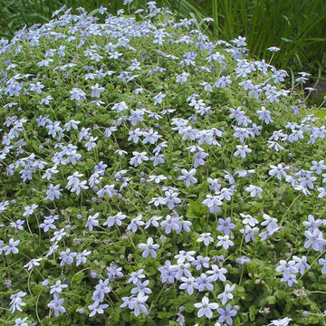 Mini Blue Star Creeper Seeds