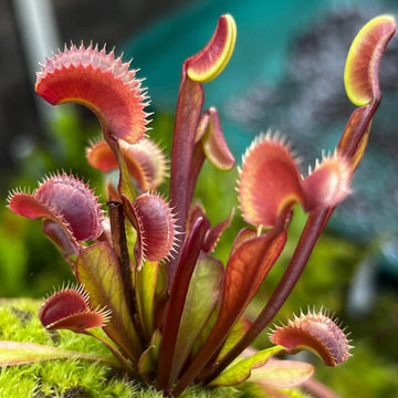 Mini Venus Flytrap Seeds - Flower Plant
