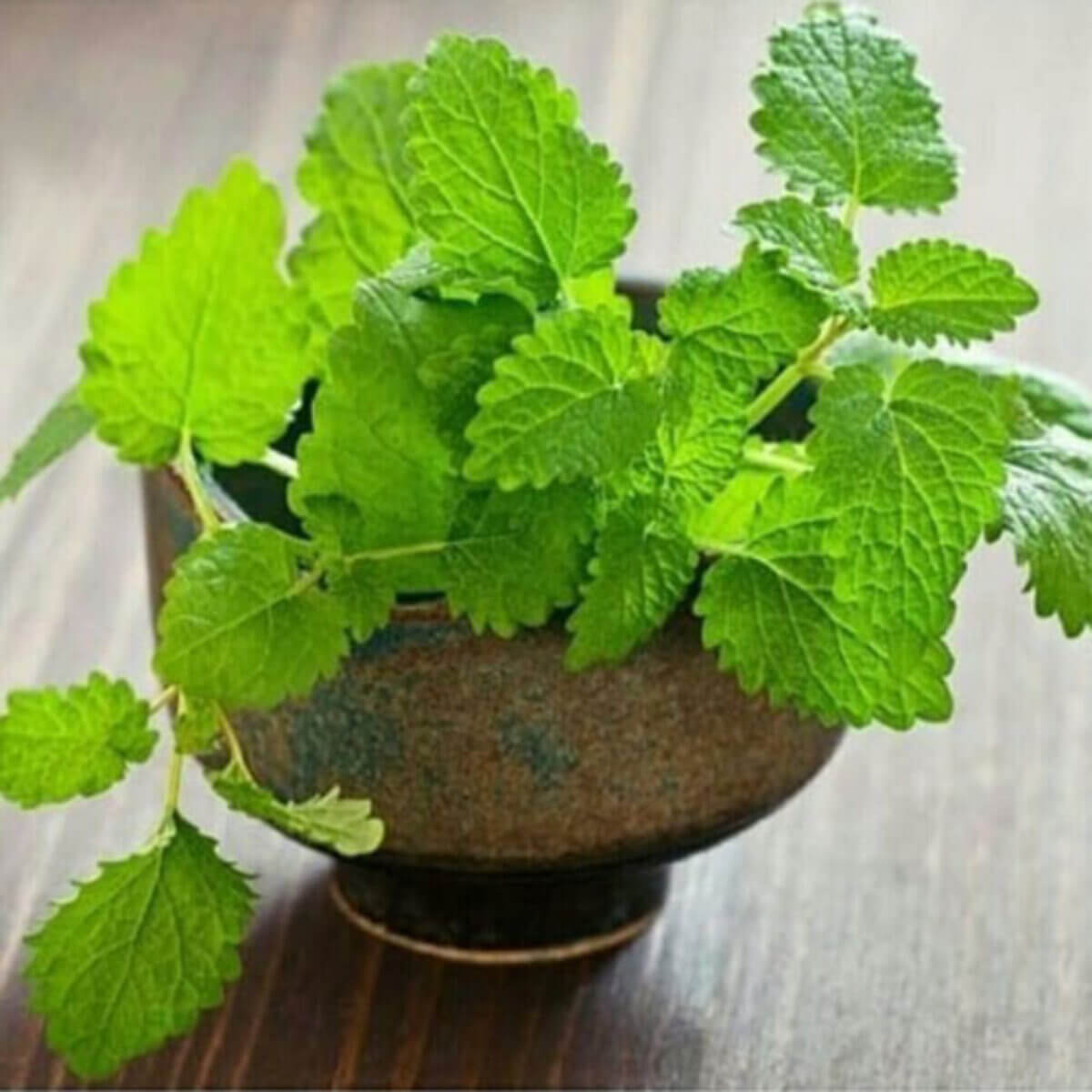 Mint Seeds – Mentha spp