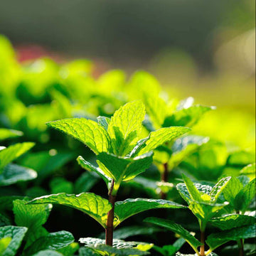 Mint Seeds - All In One For Home Gardens