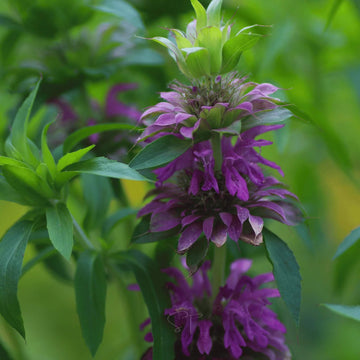 Mint Seeds – Bee Balm Lemon