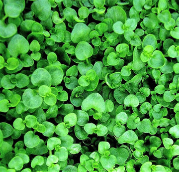 Mint Seeds – Corsican