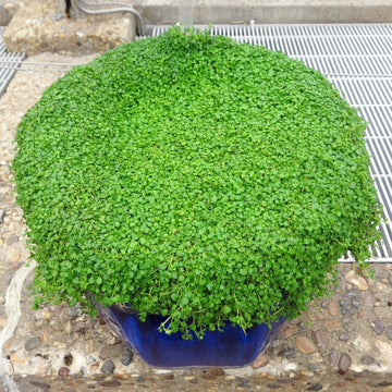 Mint Seeds – Green Mini Corsican