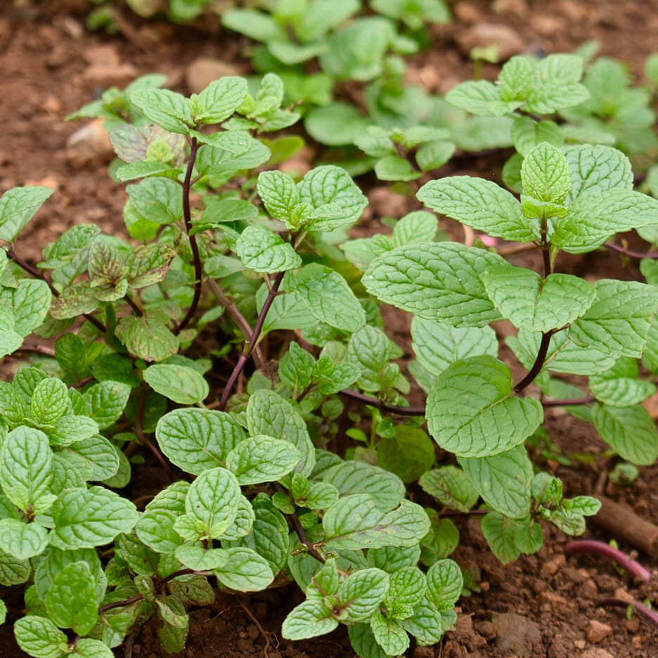Mint Seeds – Mentha spp