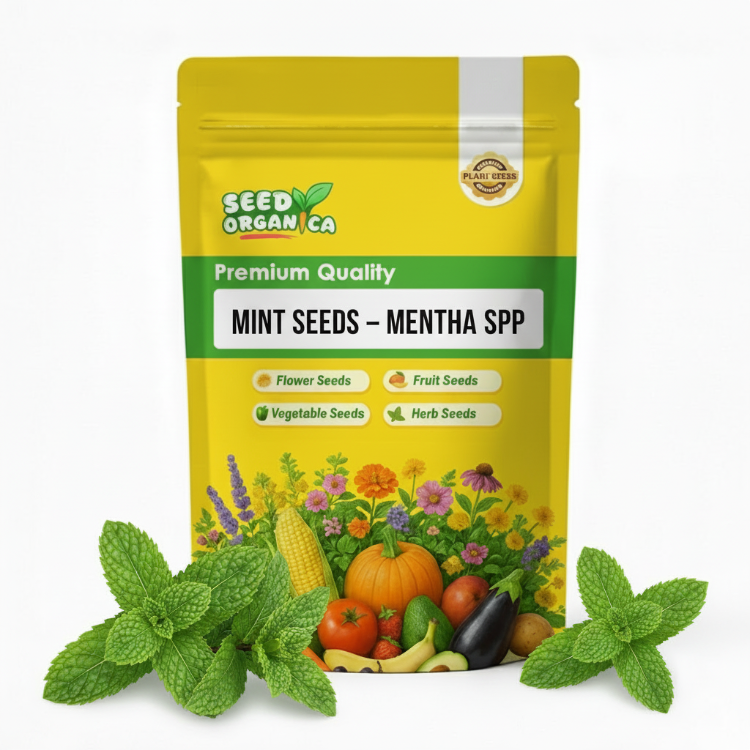 Mint Seeds – Mentha spp