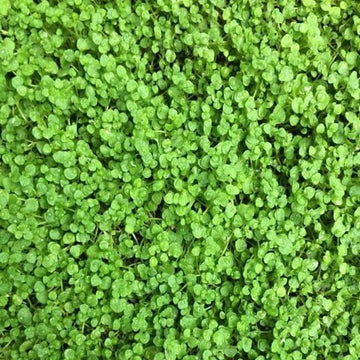 Mint Seeds – Mini Corsican