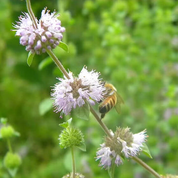 Mint Seeds – Pennyroyal 