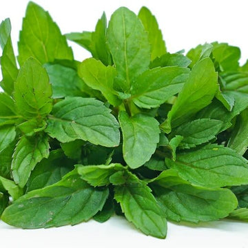 Mint Seeds – Peppermint