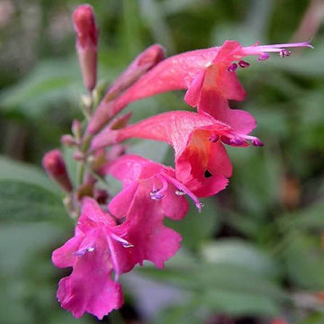 Mint Seeds – Red Heather Queen 
