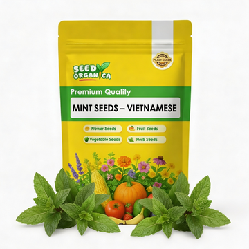 Mint Seeds – Vietnamese