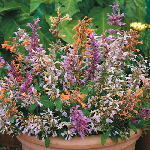 Mix Agastache Seeds - Flower Plant
