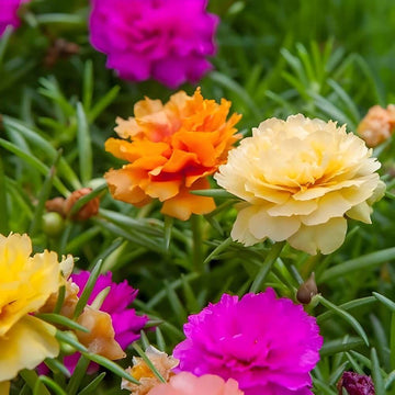 Mixed Colour Moss Rose Portulaca Seeds - Flower Plant