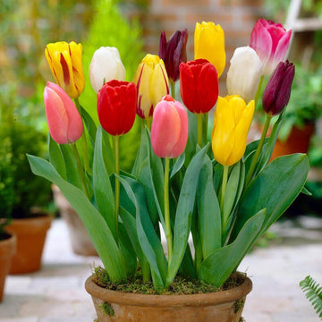 Mixed Colour Tulip Seeds - Flower Plant