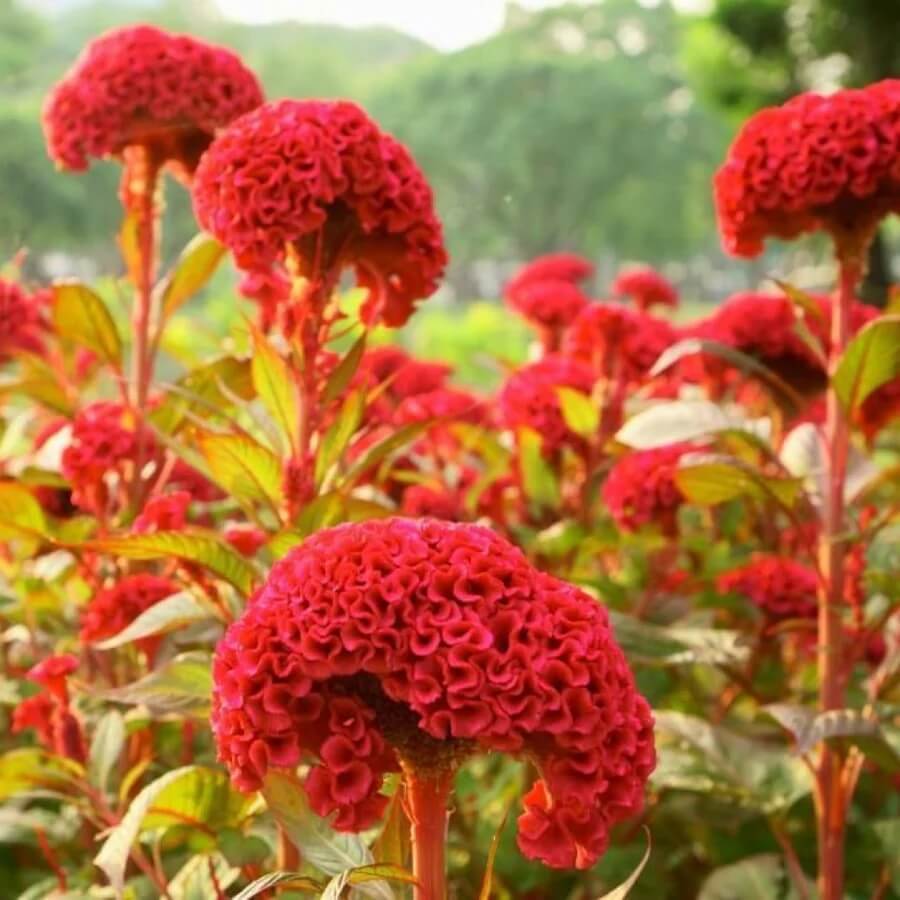 Mixed Colours Celosia Cristata Seeds - Flower Plant
