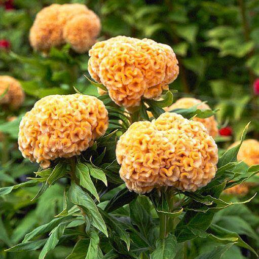 Mixed Colours Celosia Cristata Seeds - Flower Plant