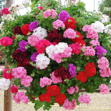 Mixed Geranium Seeds - Flower Plant