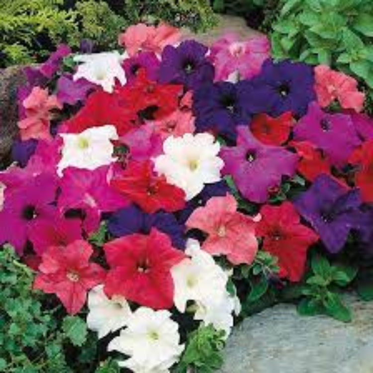 Mixed Laura Seeds – Wildflower Mix, Heirloom